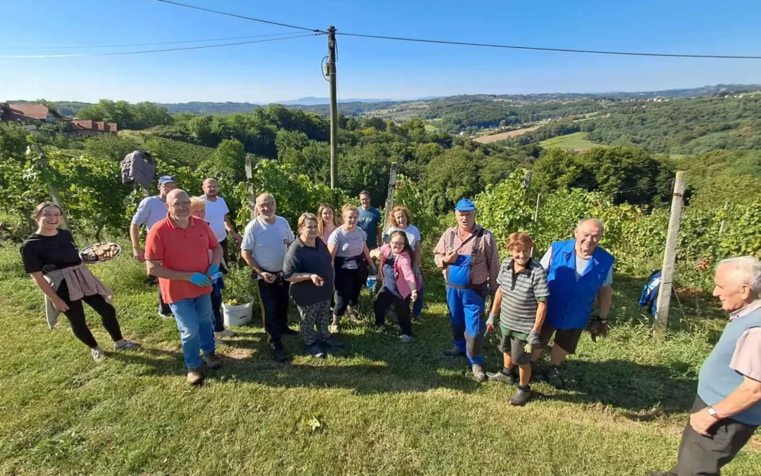 Berba grožđa u župnom vinogradu